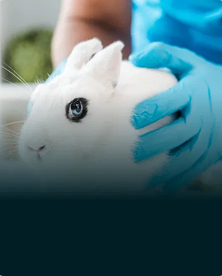 Animal testing on cleaning products is still <strong>legal in the EU</strong>